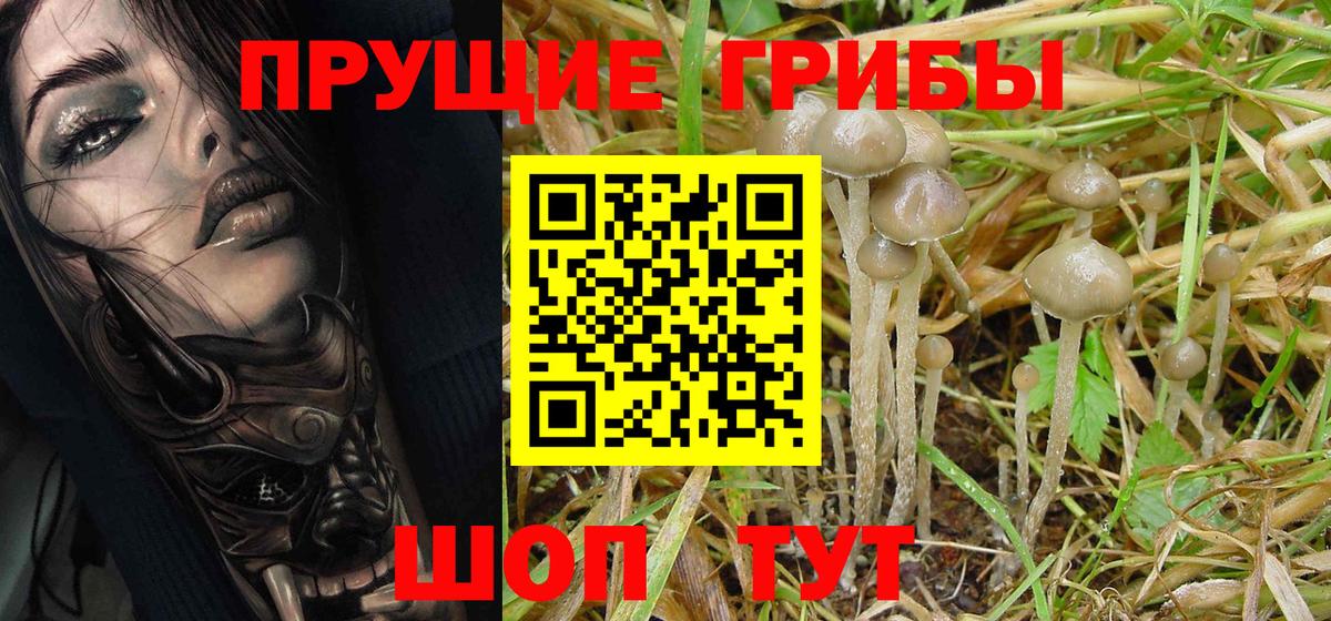 как найти наркотики  Галлюциногенные грибы Psilocybine cubensis  Вход с VPN  Свободный 